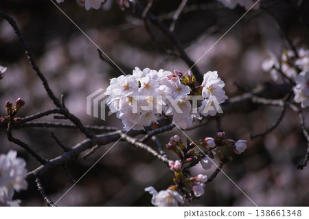 Somei-Yoshino cherry blossoms in full bloom [spring image] 138661348