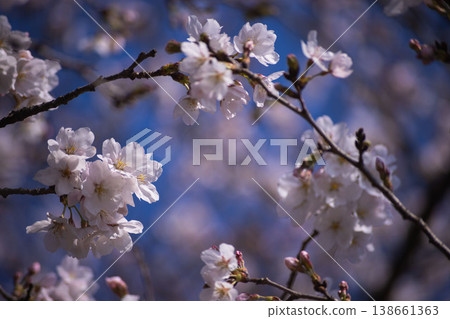 Somei-Yoshino cherry blossoms in full bloom [spring image] 138661363