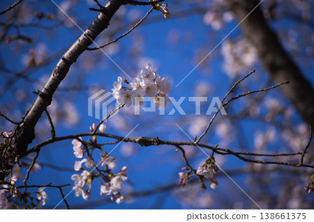 Somei-Yoshino cherry blossoms in full bloom [spring image] 138661375