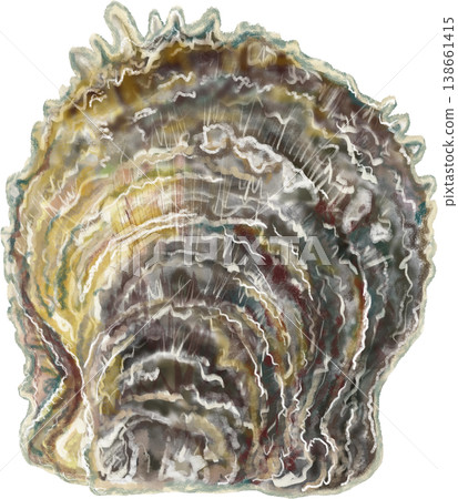 Pearl oyster_Akoya oyster_Akoya oyster 138661415