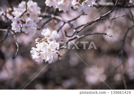 Somei-Yoshino cherry blossoms in full bloom [spring image] 138661429