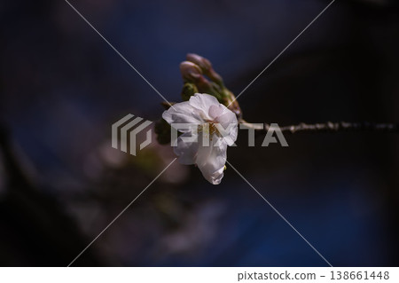 盛開的吉野櫻花樹 [春天圖像] 138661448