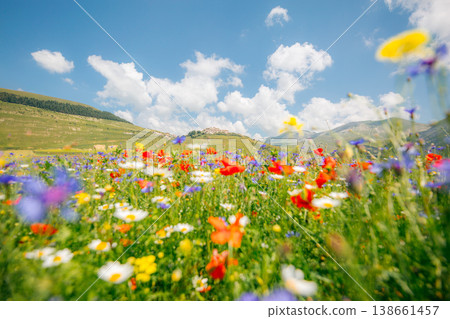 landscape in bloom, flowering in Castelluccio - Umbria, Italy. landscape in bloom, flowering in Castelluccio - Umbria, Italy. 138661457