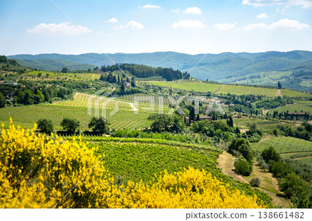 Chianti, Tuscany: rolling hills, vineyards, olive groves, and yellow flowers in bloom Chianti, Tuscany: rolling hills, vineyards, olive groves, and yellow flowers in bloom 138661482