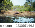 Sri Lanka, Yala National Park, Elephant walking near water 138661498