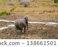 Sri Lanka, Yala National Park, Elephant walking near water 138661501