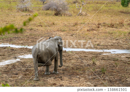 Sri Lanka, Yala National Park, Elephant walking near water Sri Lanka, Yala National Park, Elephant walking near water 138661501