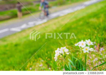 Hachioji City: Daffodils blooming along the Minami Asakawa Promenade, Asakawa Relaxing Road 138661644