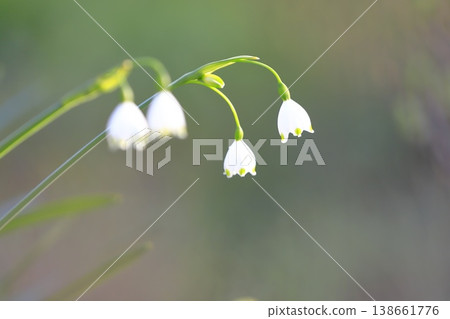 Daffodil (lily of the valley) snowflake Daffodil (lily of the valley) snowflake 138661776