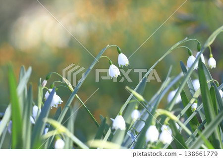 Daffodil (lily of the valley) snowflake Daffodil (lily of the valley) snowflake 138661779