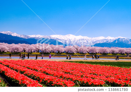 Cherry blossoms and the remaining snow on Mt. Asahi shine brightly. Cherry blossoms and the remaining snow on Mt. Asahi shine brightly. 138661780