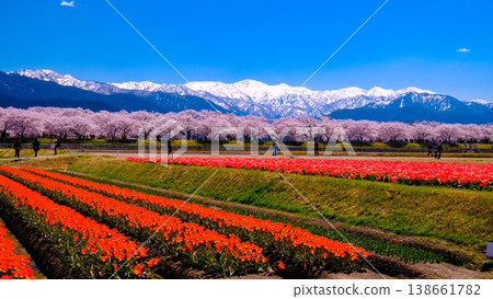 A field of red tulips and a row of cherry trees (16:9) A field of red tulips and a row of cherry trees (16:9) 138661782
