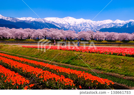 Red tulip field and row of cherry trees Red tulip field and row of cherry trees 138661783