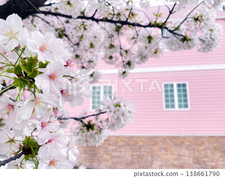 一棟夢幻般的粉紅色房子和櫻花盛開的景色。 138661790