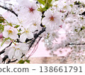一棟夢幻般的粉紅色房子和櫻花盛開的景色。 138661791
