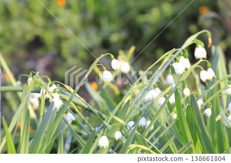 水仙(鈴蘭)雪花 水仙(鈴蘭)雪花 138661804