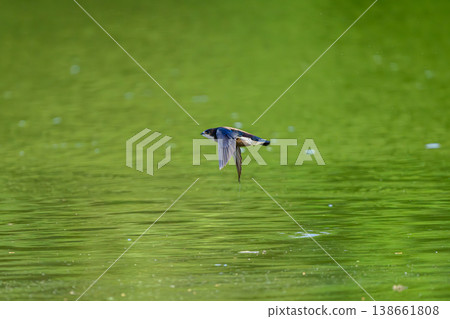 The fastest bird in horizontal flight is the blue-tailed swift 138661808