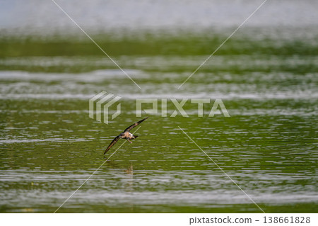 The fastest bird in horizontal flight is the blue-tailed swift 138661828