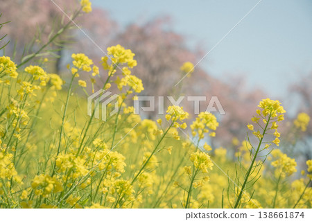 Rape flowers and cherry blossoms Rape flowers and cherry blossoms 138661874