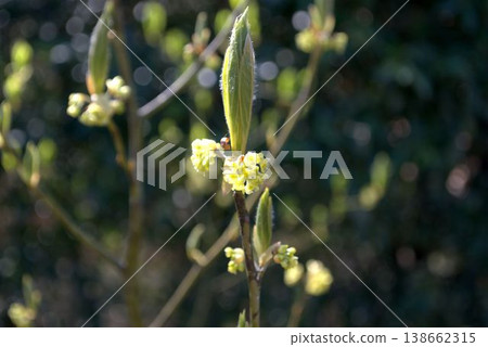 Yellow umbellata flower Yellow umbellata flower 138662315