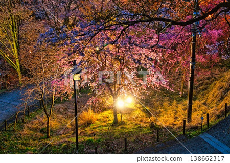 The Thousand Cherry Blossoms of Mount Yoshino, a World Heritage Site The Thousand Cherry Blossoms of Mount Yoshino, a World Heritage Site 138662317