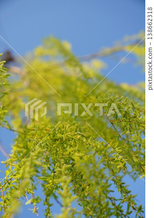 柳樹花苞在藍天的襯托下格外醒目。 138662318