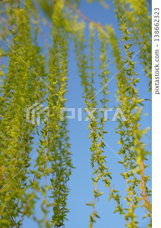 Willow buds stand out against the blue sky 138662323