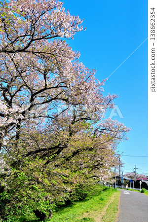 Cherry blossoms bloom in spring along the Tama River and the Nikaryo-Shukugawara Weir, a water utilization facility. Cherry blossoms bloom in spring along the Tama River and the Nikaryo-Shukugawara Weir, a water utilization facility. 138662354