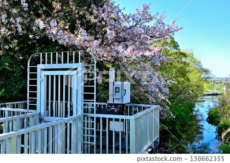 Cherry blossoms bloom in spring along the Tama River and the Nikaryo-Shukugawara Weir, a water utilization facility. Cherry blossoms bloom in spring along the Tama River and the Nikaryo-Shukugawara Weir, a water utilization facility. 138662355