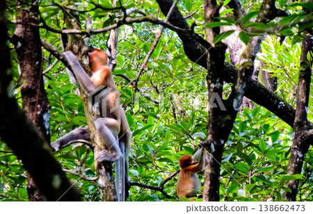 view of proboscis monkeys in the wild view of proboscis monkeys in the wild 138662473