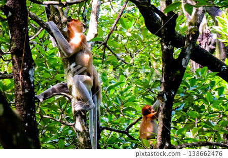 view of proboscis monkeys in the wild view of proboscis monkeys in the wild 138662476