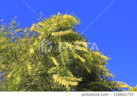 多花金合歡 (Acacia floribunda) 或多花金合歡 (柳葉金合歡) 多花金合歡 (Acacia floribunda) 或多花金合歡 (柳葉金合歡) 138662735