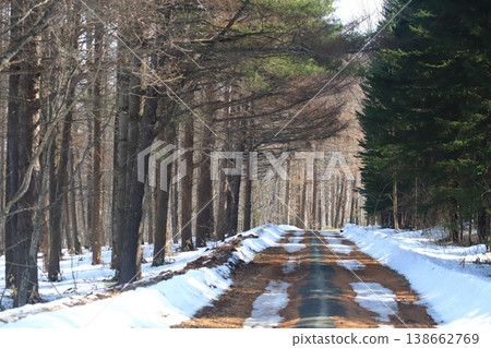 Early spring forest: A forest path lined with larch trees as the snow melts. 138662769