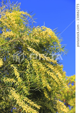 多花金合歡 (Acacia floribunda) 或多花金合歡 (柳葉金合歡) 138662773