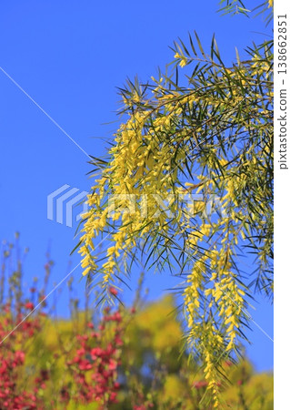 多花金合歡 (Acacia floribunda) 或多花金合歡 (柳葉金合歡) 多花金合歡 (Acacia floribunda) 或多花金合歡 (柳葉金合歡) 138662851