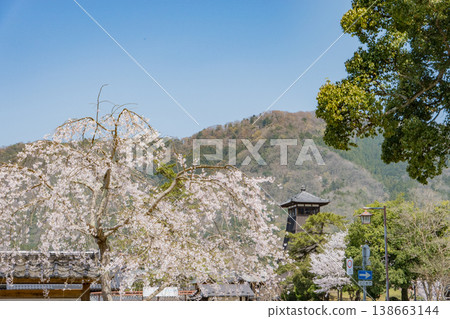 辰巳城塔，豐岡市出石町的象徵，以及盛開的櫻花。 138663144