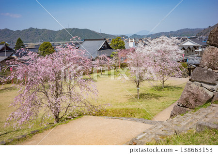 A view of Izushi town from the ruins of Izushi Castle, where the cherry blossoms are in full bloom, in Toyooka City, Hyogo Prefecture. A view of Izushi town from the ruins of Izushi Castle, where the cherry blossoms are in full bloom, in Toyooka City, Hyogo Prefecture. 138663153