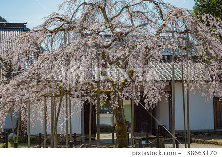 A weeping cherry tree blooming in the garden of a chief retainer's residence in Izushi-cho, Toyooka City. A weeping cherry tree blooming in the garden of a chief retainer's residence in Izushi-cho, Toyooka City. 138663170
