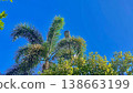 Tropical Palm Tree and Street Lamp under a Clear Blue Sky. Low angle shot of a vibrant green palm tree and lush foliage with a street lamp fixture partially hidden by fronds against a solid bright blu 138663199
