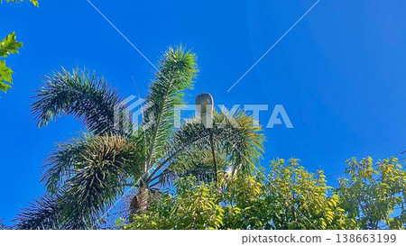 Tropical Palm Tree and Street Lamp under a Clear Blue Sky. Low angle shot of a vibrant green palm tree and lush foliage with a street lamp fixture partially hidden by fronds against a solid bright blu 138663199