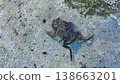 Mummified Frog Carcass on Rough Concrete Surface. High angle view of a desiccated frog body on a gray cement pavement. The image captures the textures of the parched skin and the rough stony ground. 138663201