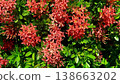 Clusters of Vibrant Red Ixora Coccinea Flowers and Green Leaves. A close-up shot of bright red Ixora flowers blooming in dense clusters against lush green foliage in a tropical garden under direct sun 138663202