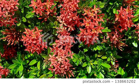 Clusters of Vibrant Red Ixora Coccinea Flowers and Green Leaves. A close-up shot of bright red Ixora flowers blooming in dense clusters against lush green foliage in a tropical garden under direct sun 138663202