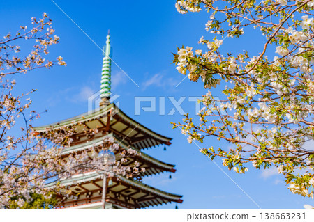 （靜岡縣）鹿貫山/高陵台，和平紀念塔被盛開的櫻花覆蓋。 138663231