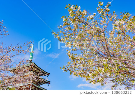 (Shizuoka Prefecture) Kanukiyama/Koryodai, Memorial Peace Tower covered in cherry blossoms in full bloom (Shizuoka Prefecture) Kanukiyama/Koryodai, Memorial Peace Tower covered in cherry blossoms in full bloom 138663232