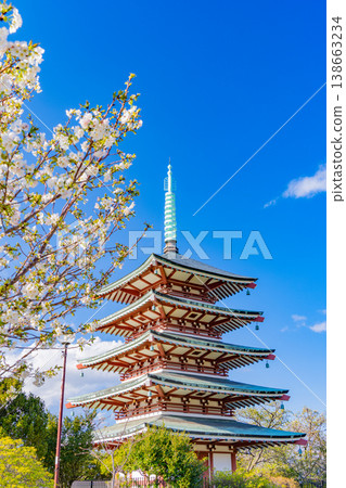 (Shizuoka Prefecture) Kanukiyama/Koryodai, Memorial Peace Tower covered in cherry blossoms in full bloom 138663234