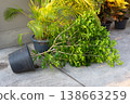 Fallen potted plant lies on concrete surface from strong wind 138663259