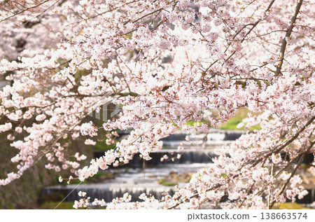Cherry blossoms in full bloom Cherry blossoms in full bloom 138663574