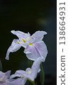 pale pink iris flowers 138664931