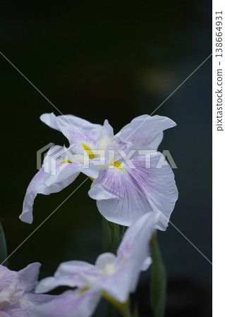 淡粉紅色鳶尾花 138664931